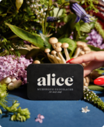 Alice Mushrooms Chocolate NightCap